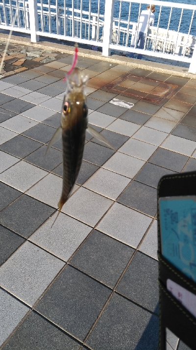 タチウオ渋かったが色々釣れた