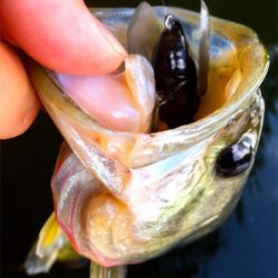 ８月２３日亀山湖バス釣り！