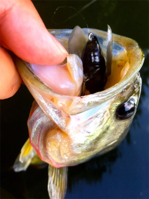 ８月２３日亀山湖バス釣り！