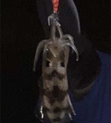 イカアコウ狙い