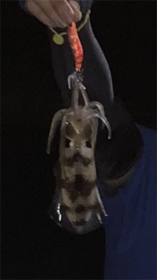 イカアコウ狙い