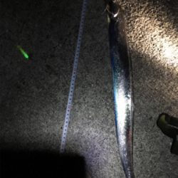 タチウオ入れ食い