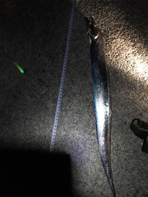 タチウオ入れ食い