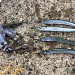 アコウに会いに