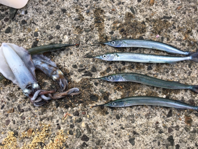 アコウに会いに