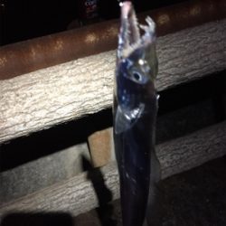 まだまだ小さい