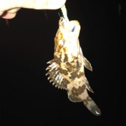 台風後のアジ調査