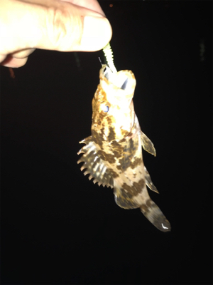 台風後のアジ調査