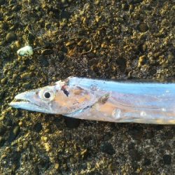 辰巳でタチウオ