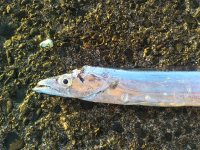 辰巳でタチウオ