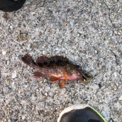 ロックフィッシュゲーム