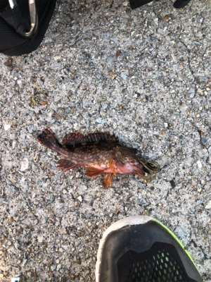 ロックフィッシュゲーム