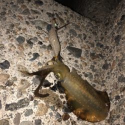 今日も朝からしゃくってきました！