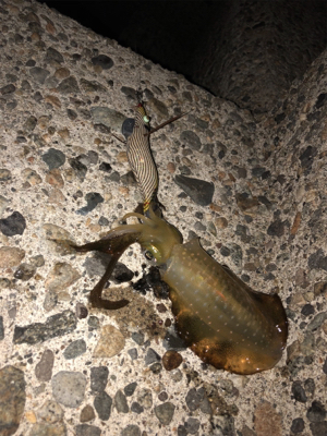 今日も朝からしゃくってきました！