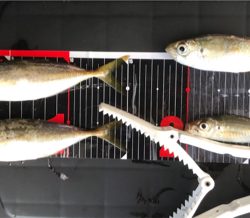 小アジに成長中