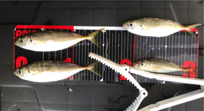 小アジに成長中