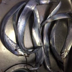 サーべリング(と言う名のアジング失敗