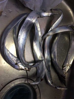 サーべリング(と言う名のアジング失敗