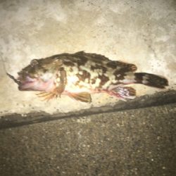 親父たちの釣行 第9弾 東舞鶴編