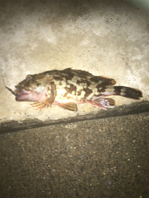 親父たちの釣行 第9弾 東舞鶴編