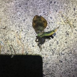 ケンサキイカ釣行