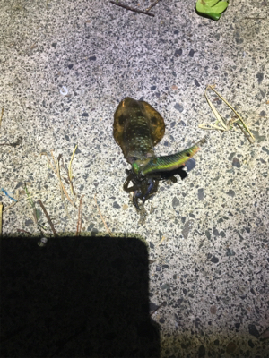 ケンサキイカ釣行