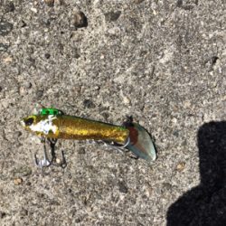 台風明けのムコイチ