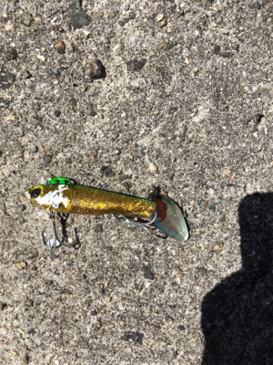 台風明けのムコイチ