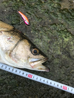 台風後も好調名港デイゲーム