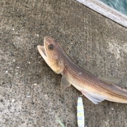 ちょこっとフィッシング！