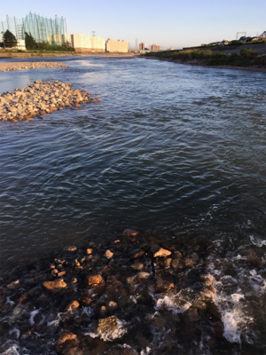 夕方ナマズ釣り