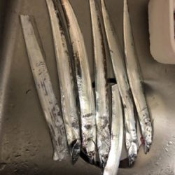 シーズン初タチウオ