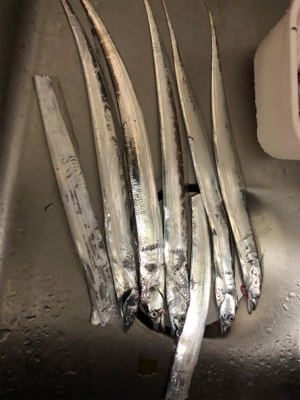 シーズン初タチウオ