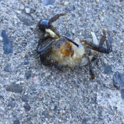 かもめ大橋にチヌ&五目釣り