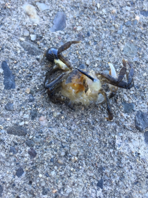 かもめ大橋にチヌ&五目釣り