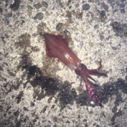 今年初のケンサキ