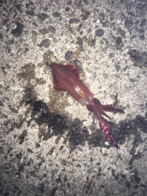 今年初のケンサキ