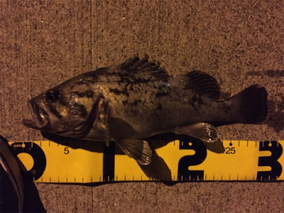 北海道旅行釣行2