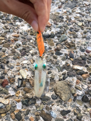 仕事終わりエギング