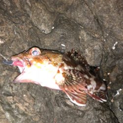 安定のガシラの筈が・・・