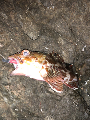 安定のガシラの筈が・・・