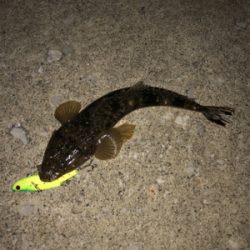 秋田港シーバス、マゴチ