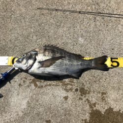 あと少しで年無し