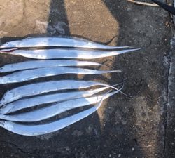 タチウオワインド