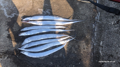 タチウオワインド