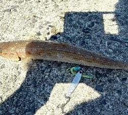 2018年8月28日釣行in船越漁港