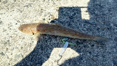 2018年8月28日釣行in船越漁港