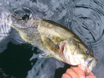 ８月２５日の榛名湖バス釣り！