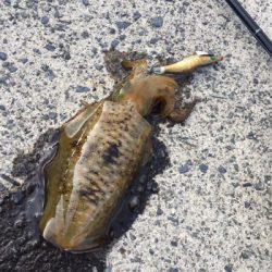 のんびり新子調査