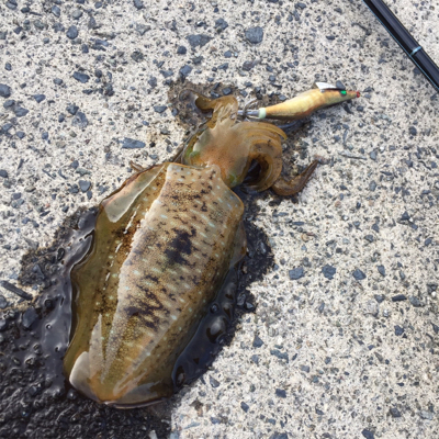 のんびり新子調査